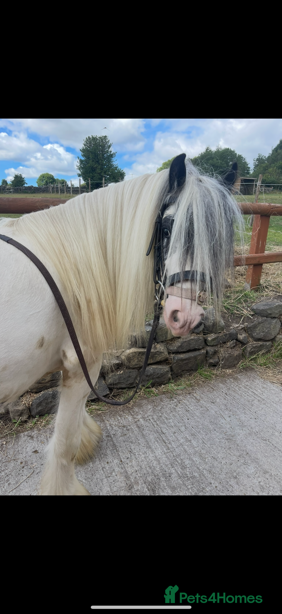 Irish Cob horses for sale: beautiful kids pony project ❤️ - Image 12
