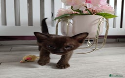 Burmese cats for sale: Burmese kitten 2 boys  - Image 8
