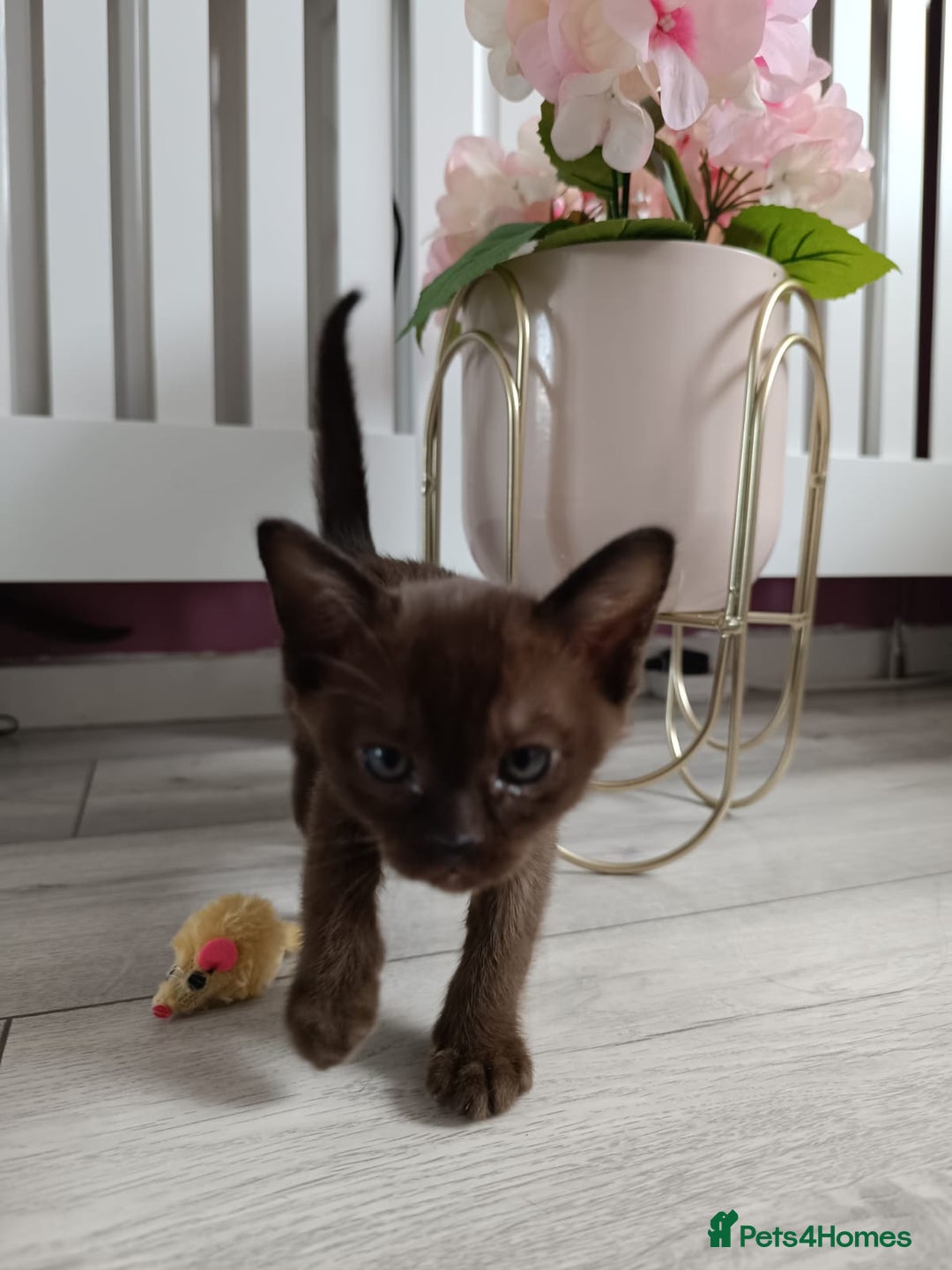 Burmese cats for sale: Burmese kitten 2 boys  - Image 8