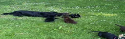 Flat coated Retriever dogs for sale: Gorgeous liver and black Flatcoat Retrievers - Advert 25