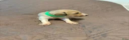 Saluki dogs for sale: Beautiful Saluki pups from champion lines - Advert 13