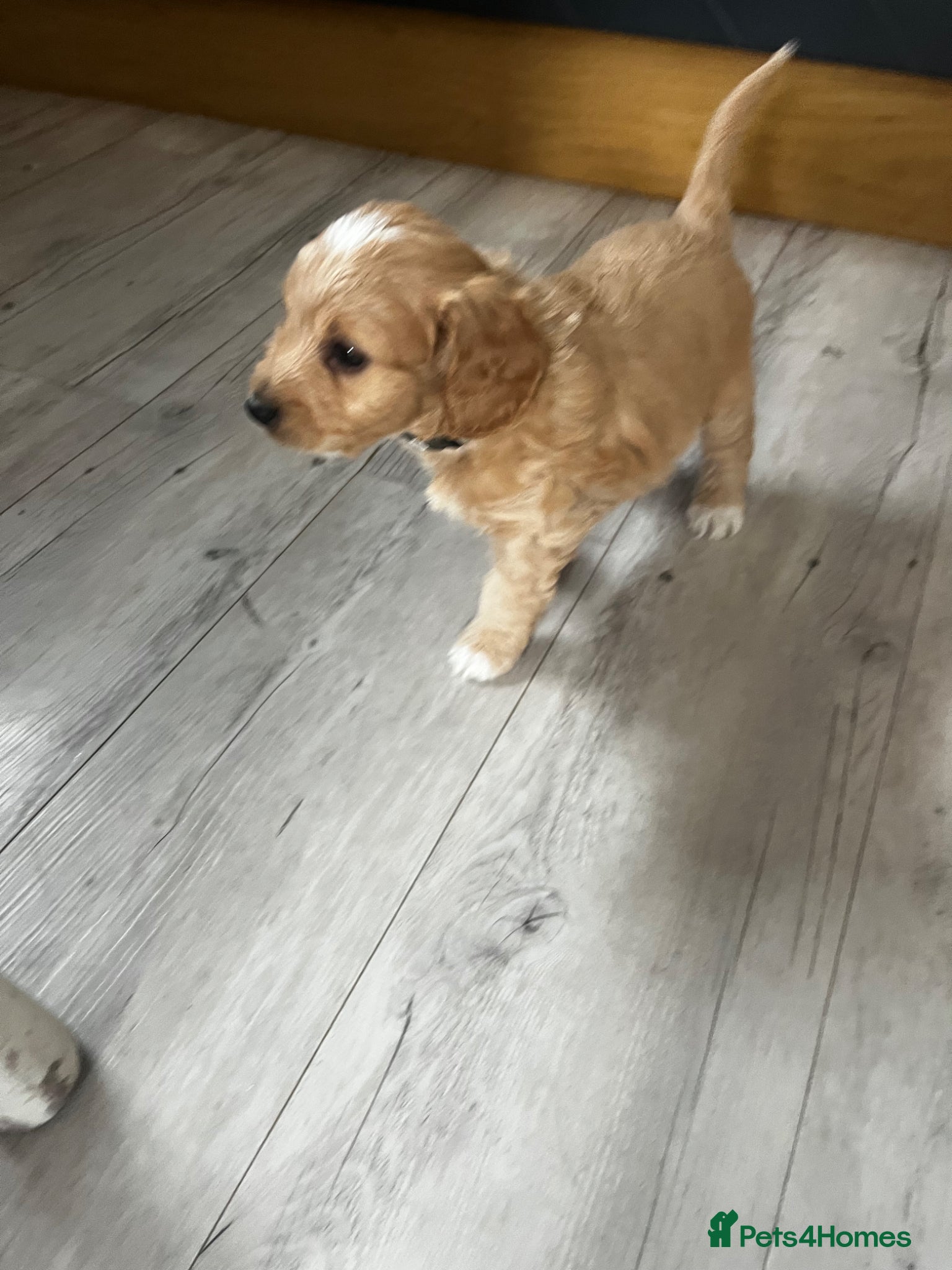 Cockapoo dogs Miniature f1b Cockapoo puppies DNA health clear🌟  - Advert 2