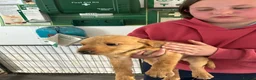 Labrador Retriever dogs for sale: Roxey red tops  - Advert 5