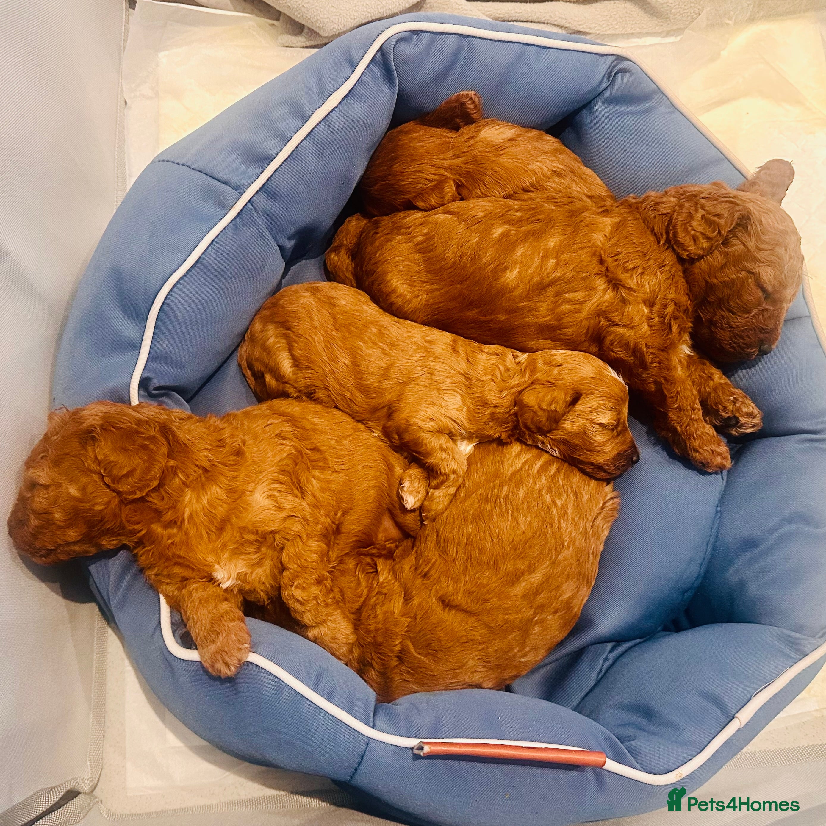 Cavapoo dogs Toy Cavapoo Puppies  - Advert 4