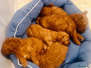 Cavapoo dogs Toy Cavapoo Puppies - Advert 4