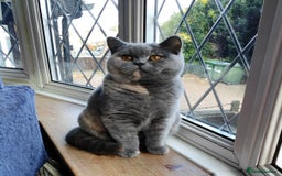 British Shorthair cats for sale:  GCCF CH lines. Beautiful boy(odd eyes) and girl. - Image 4