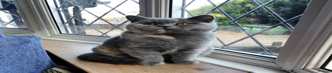 British Shorthair Kitten 2