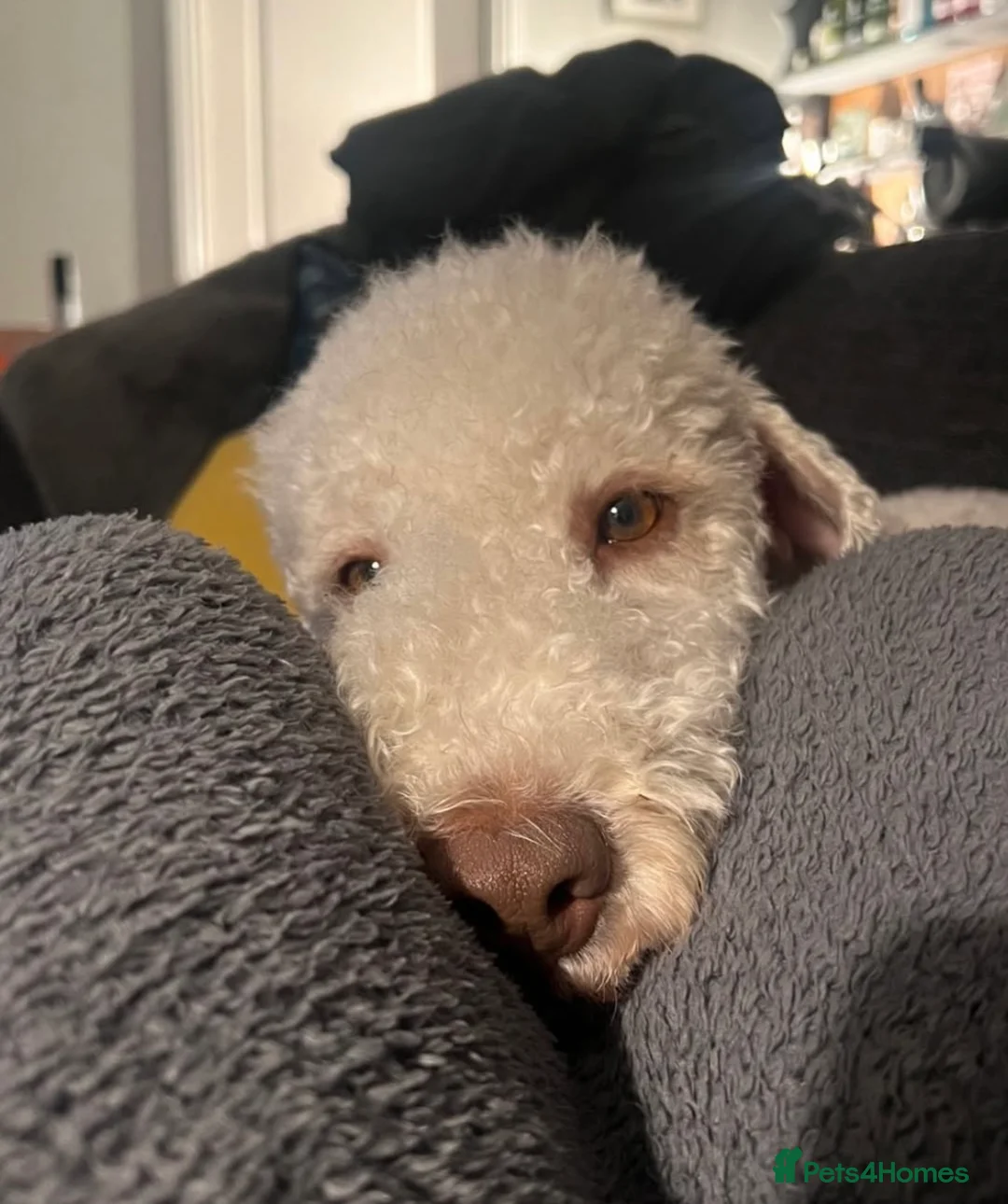 Bedlington Terrier dogs for stud: Bedlington Terrier Stud - Liver - AGE 6 - CT CLEAR in Darlington - Advert 10