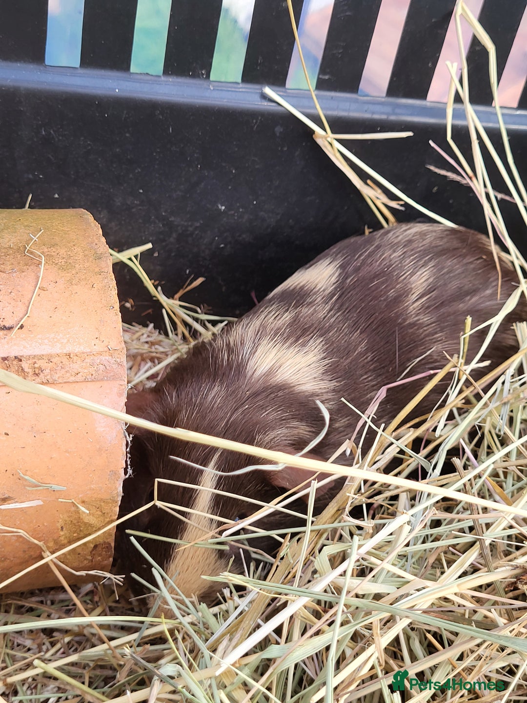 Guinea Pig rodents for sale: 2 seperated male guinea pigs - Image 7