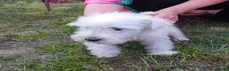 Miniature Schnauzer dogs for sale: KC Registered Miniature Shnauzers  in Preston - Advert 5