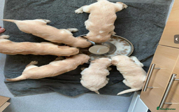 Mixed Breed dogs for sale: Beautiful chunky golden retriever x cockapoos  - Image 26