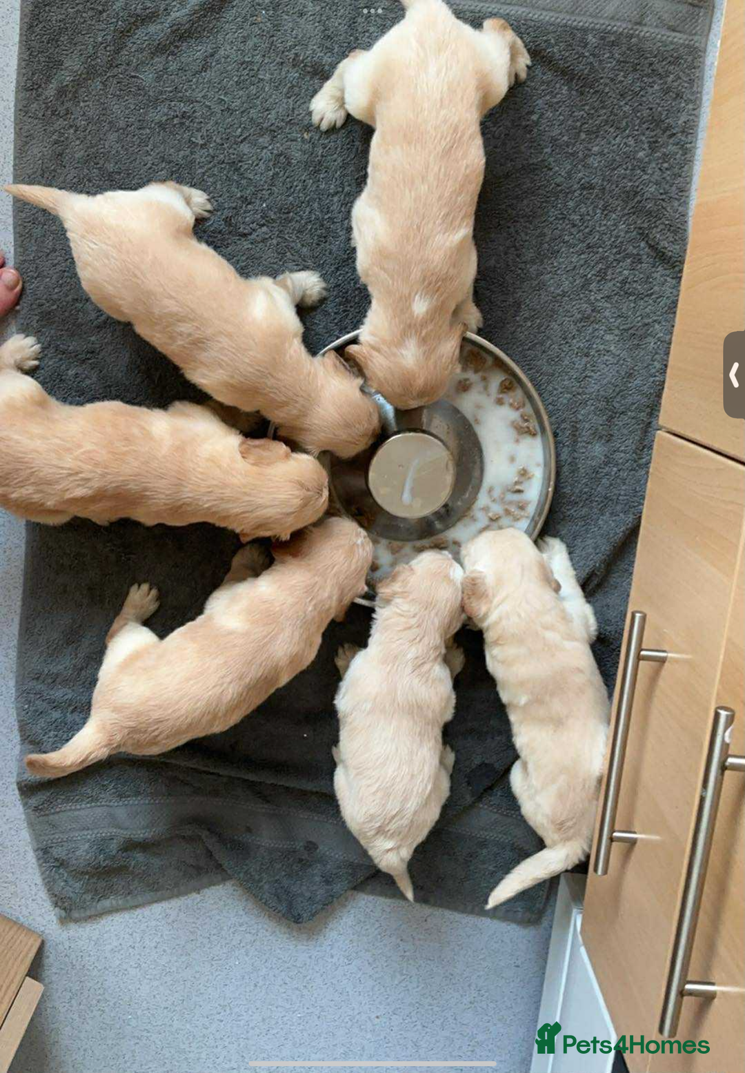 Mixed Breed dogs for sale: Beautiful chunky golden retriever x cockapoos  - Image 26