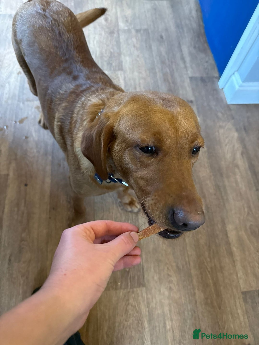 Labrador Retriever dogs for sale: RESERVED Reeva Fox Red Labrador  - Advert 1