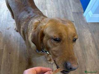 Labrador Retriever dogs Reeva Fox Red Labrador - Advert 1