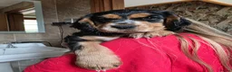 Cocker Spaniel dogs for sale: Exceptional Black and Tan Working Cocker in Sheerness - Advert 4