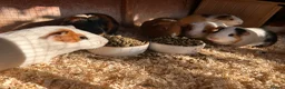 Guinea Pig rodents for sale: Male guinea pigs looking for new homes  in Ashford - Advert 6