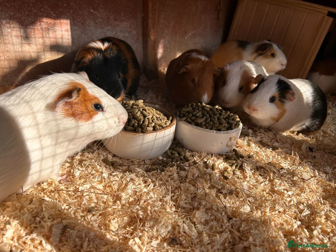 Guinea Pig rodents for sale: Male guinea pigs looking for new homes  in Ashford - Advert 6