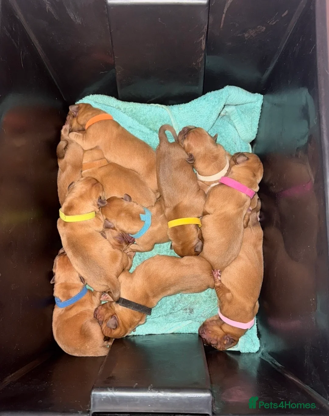 Dogue De Bordeaux dogs for sale: Dogue de bordeux puppies  in Gloucester - Advert 7