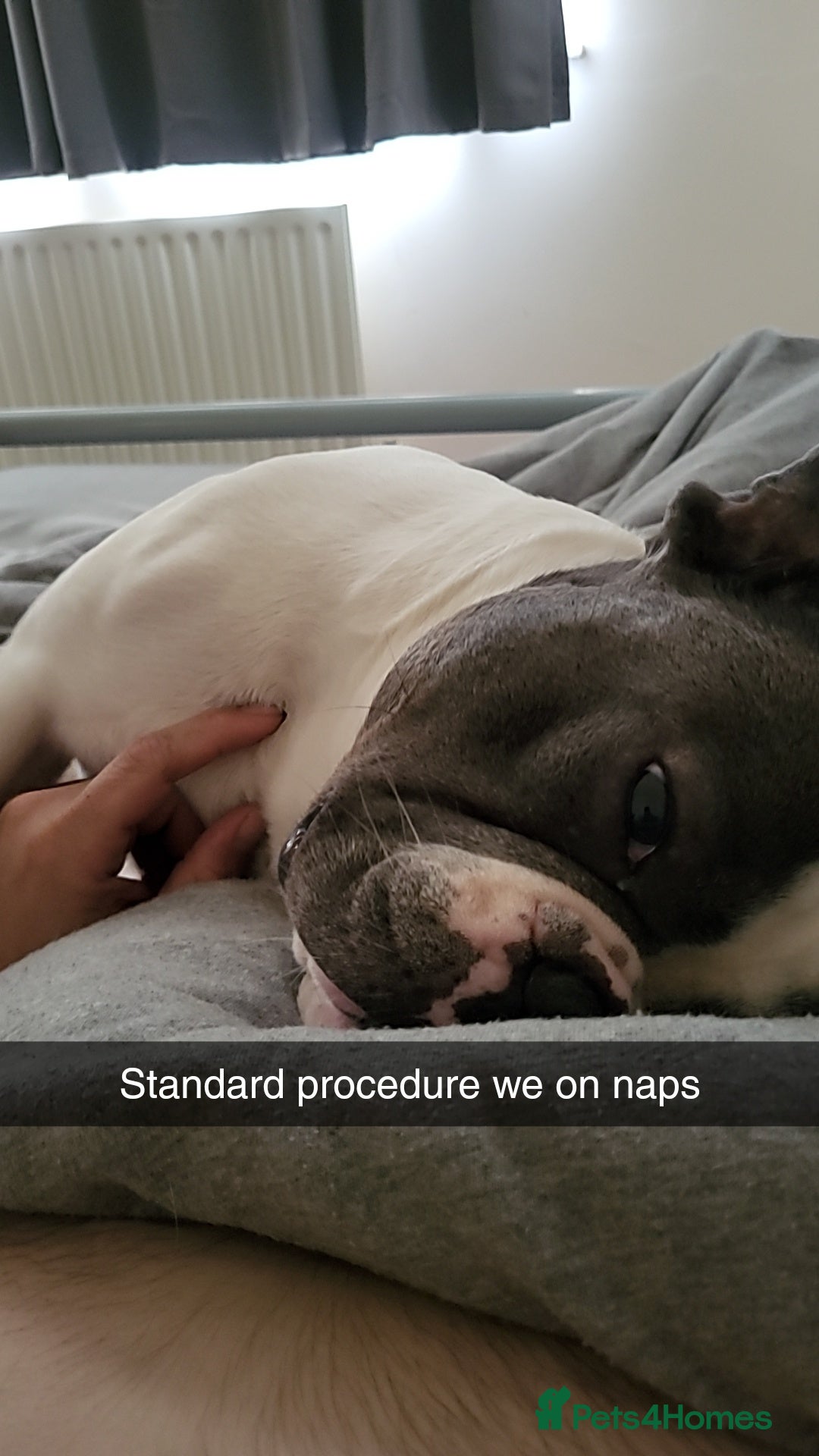 French Bulldog dogs for stud: STUD available French Bulldog enhanced pedigree  - Advert 3