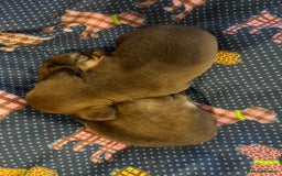 Miniature Dachshund dogs for sale: Stunning full pedigree Miniature Dachshunds  - Image 14