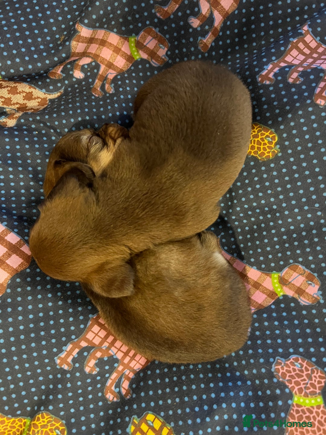 Miniature Dachshund dogs for sale: Stunning full pedigree Miniature Dachshunds  - Image 14