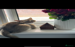Scottish Fold cats for sale: Beautiful Golden female  - Image 3