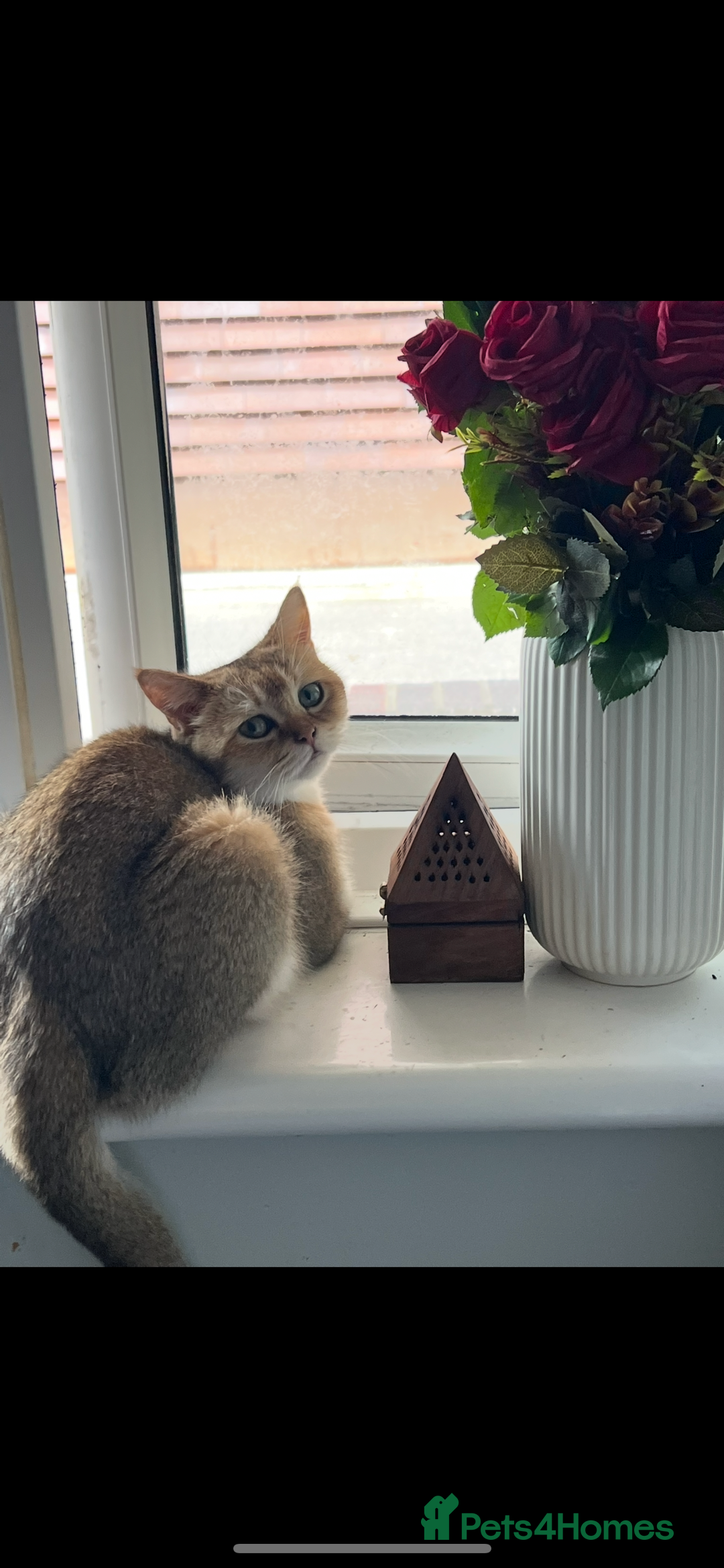 Scottish Fold cats for sale: Beautiful Golden female  - Image 3