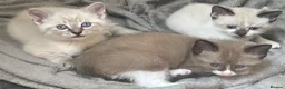 Mixed Breed cats for sale: Adorable fluffy ragdoll x kittens in Okehampton - Advert 5