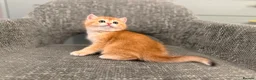 British Shorthair cats for sale: Super cute British shorthair kitten - Advert 4