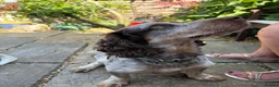Sprocker dogs for stud: NEW STUD.  - Advert 6