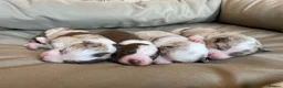 Border Collie dogs for sale: 🐾OUTSTANDING *UNIQUE* BORDER COLLIE PUPPIES🐾 - Advert 18