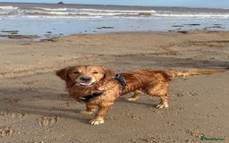 Golden Retriever dogs for stud: Stunning dark red golden retriever  - Image 11