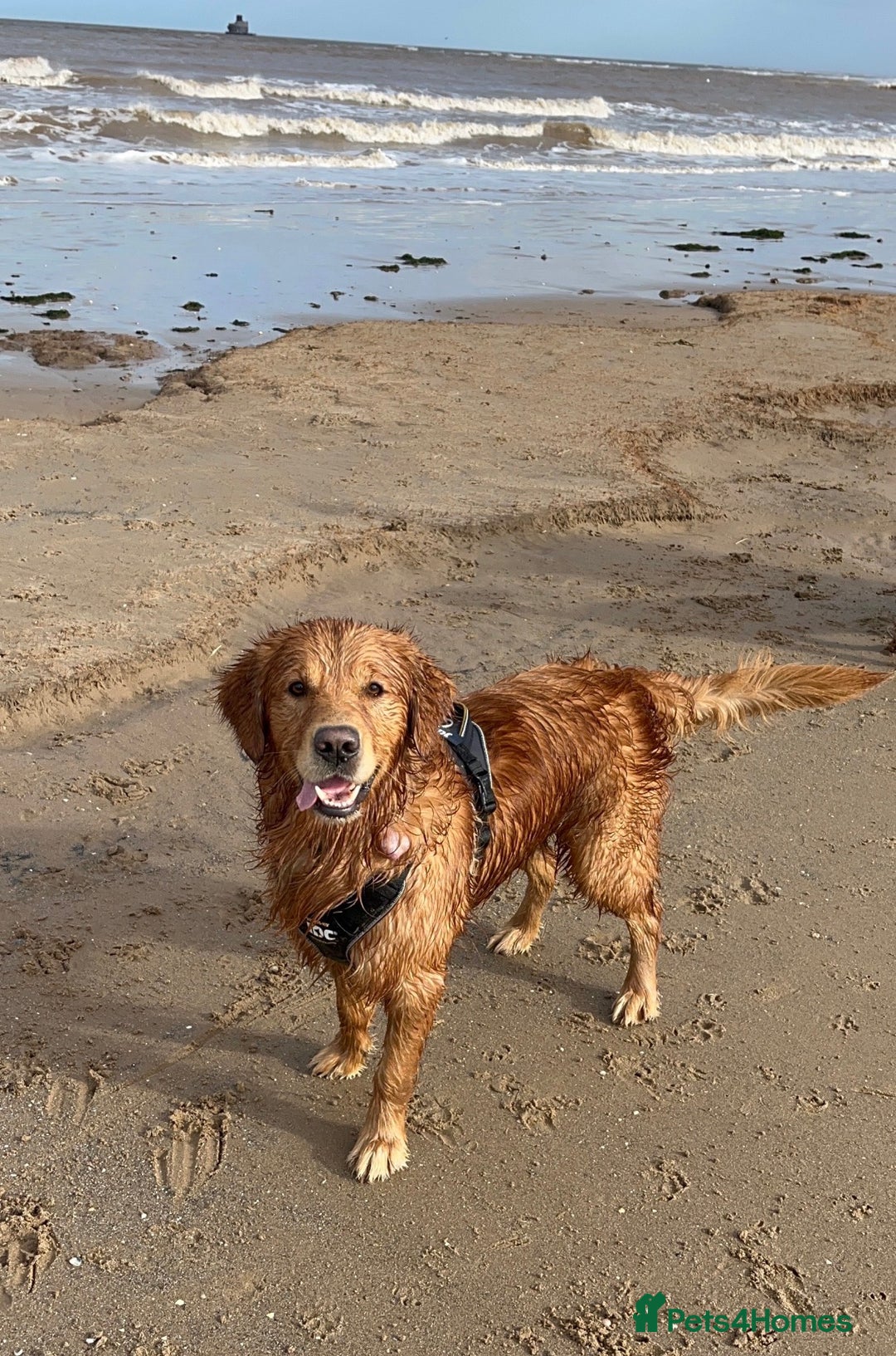 Golden Retriever dogs for stud: Stunning dark red golden retriever  - Image 11