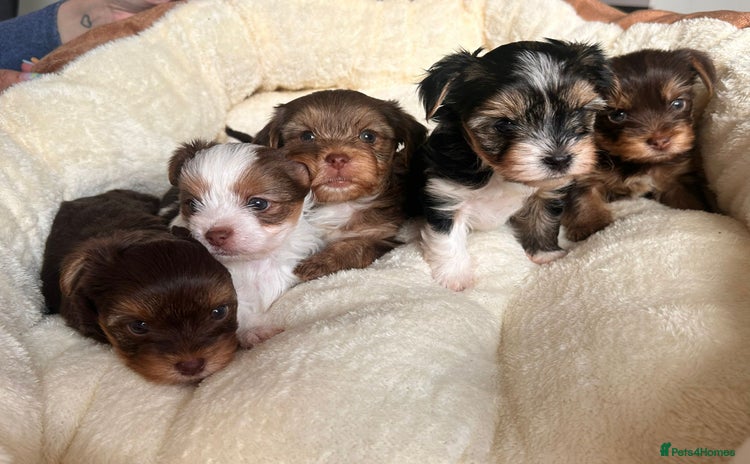 Yorkshire Terrier dogs - Advert 1