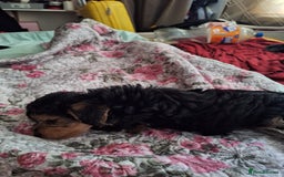 Mixed Breed dogs for sale: Cockerpoo - Image 3