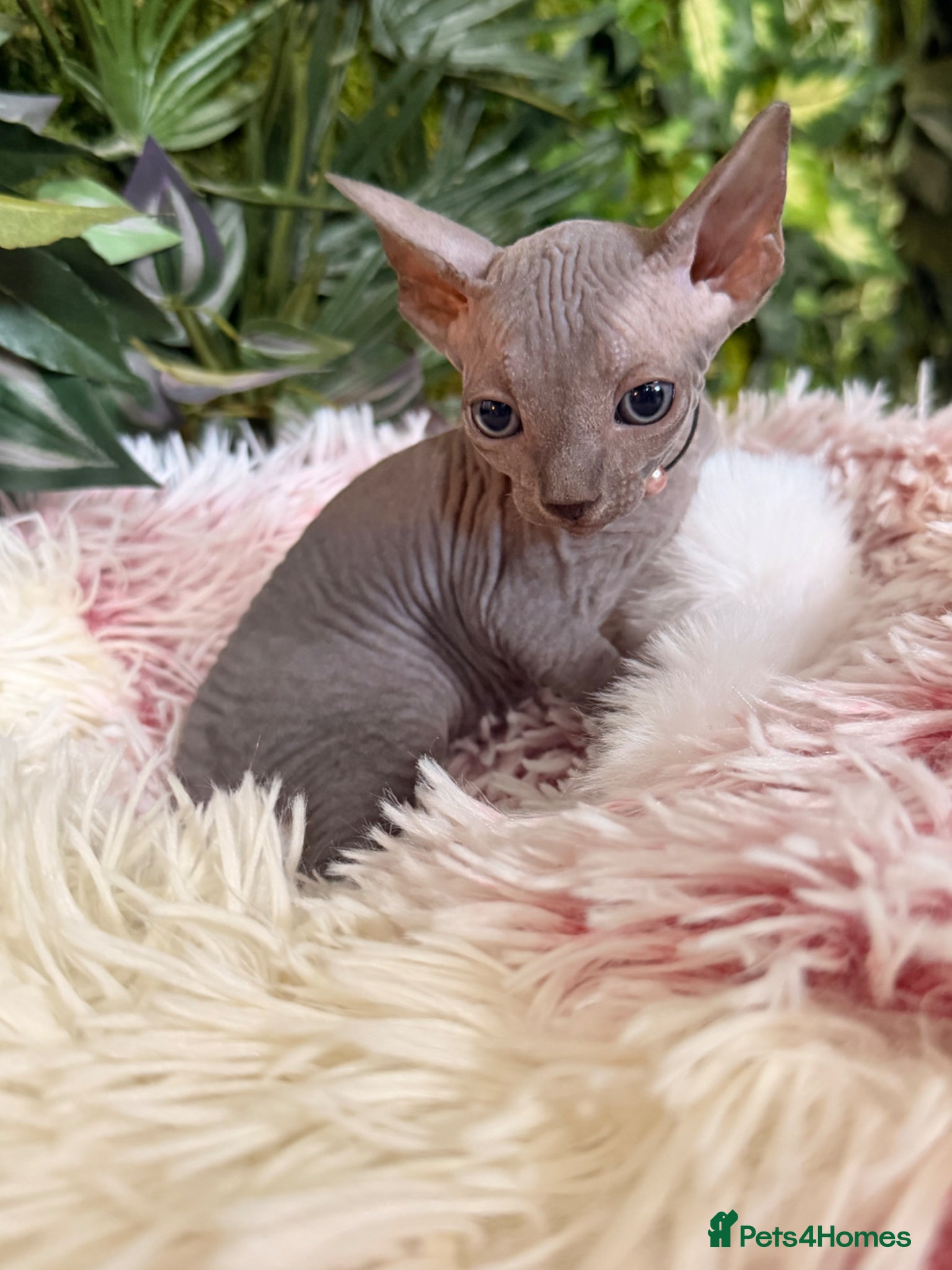 Sphynx cats 3 stunning kittens available! - Advert 10