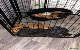 Cockapoo dogs for sale: F2 COCKERPOOS  - Image 10