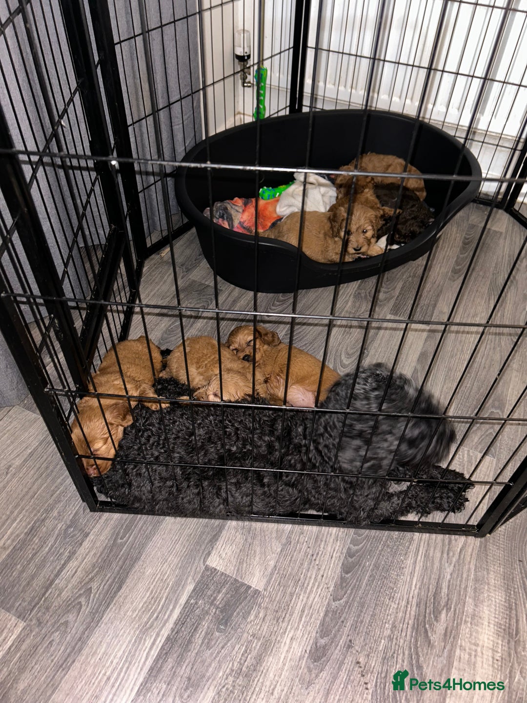 Cockapoo dogs for sale: F2 COCKERPOOS  - Image 10