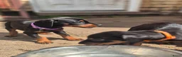 Dobermann dogs for sale: Dobermans Ready to Go. - Advert 11
