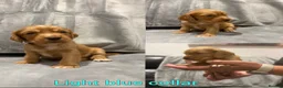 Cocker Spaniel dogs for sale: 6 stunning working cocker spaniels  - Advert 5