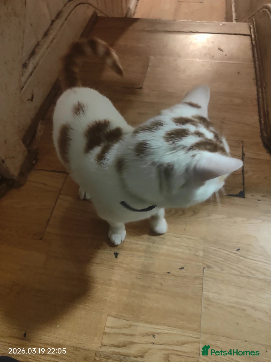 Mixed Breed cats for sale: 12 month male. Good with children. - Advert 5