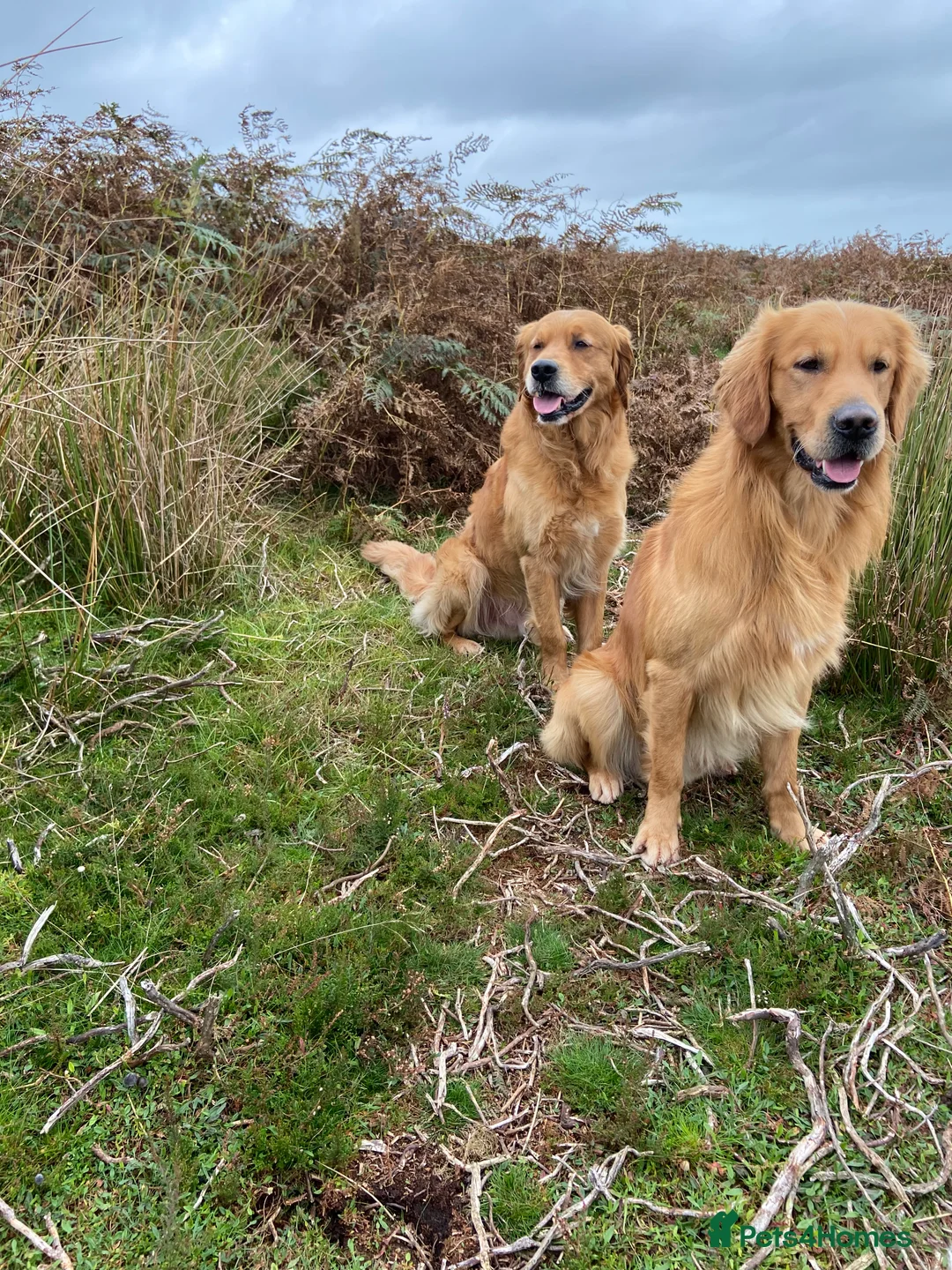 Golden Retriever dogs for stud: Kristofferson- Golden Retriever Stud in Church Stretton - Advert 5