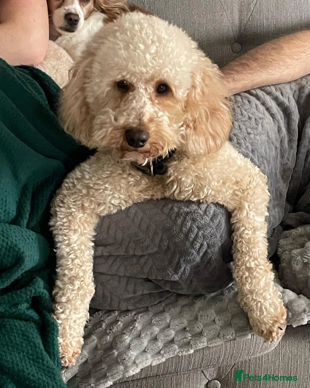 Poodle dogs for stud: FOR STUD Moyen Poodle (proven)  in Northampton - Advert 26