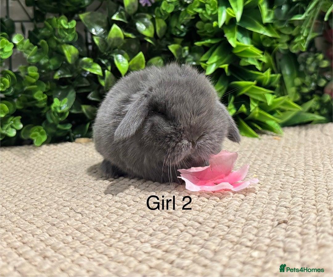 Mini Lop rabbits for sale: ⭐️ pure bred mini lops ⭐️ ready 27th dec - Advert 10