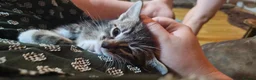 Mixed Breed cats for sale: Mixed breed unwanted pregnancy  in Preston - Advert 6