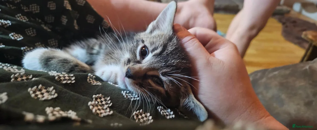 Mixed Breed cats for sale: Mixed breed unwanted pregnancy  in Preston - Advert 6