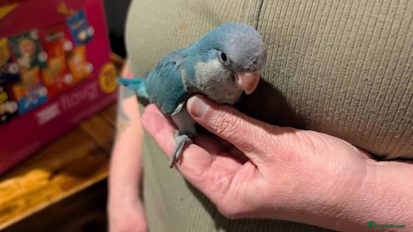 Parrots birds DNA tested male quaker - Advert 1