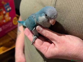 Parrots birds DNA tested male quaker - Advert 1