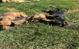 Miniature Dachshund dogs for sale: Miniature smooth haired dachshund puppies - Image 5
