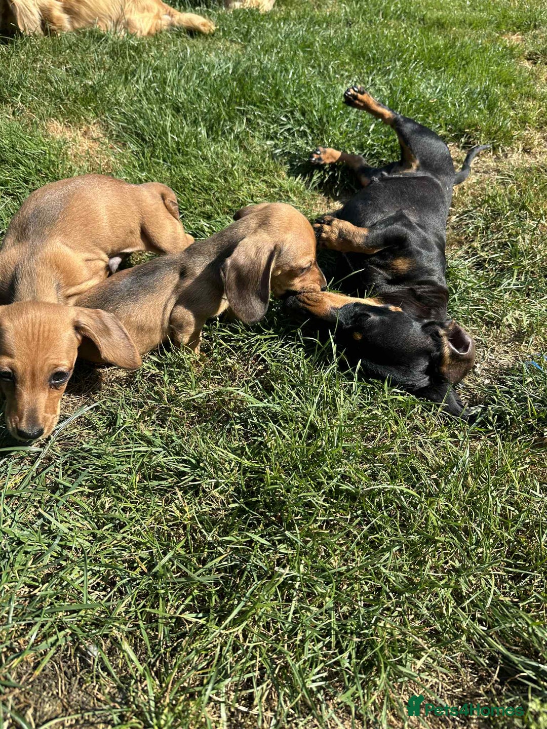 Miniature Dachshund dogs for sale: Miniature smooth haired dachshund puppies - Image 5